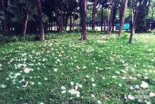 木棉花 花絮  第3张