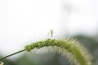 小雨的图片,捕捉自然之美瞬间 第3张 小雨的图片,捕捉自然之美瞬间 第3张